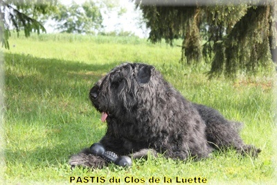 Pastis du Clos de la Luette